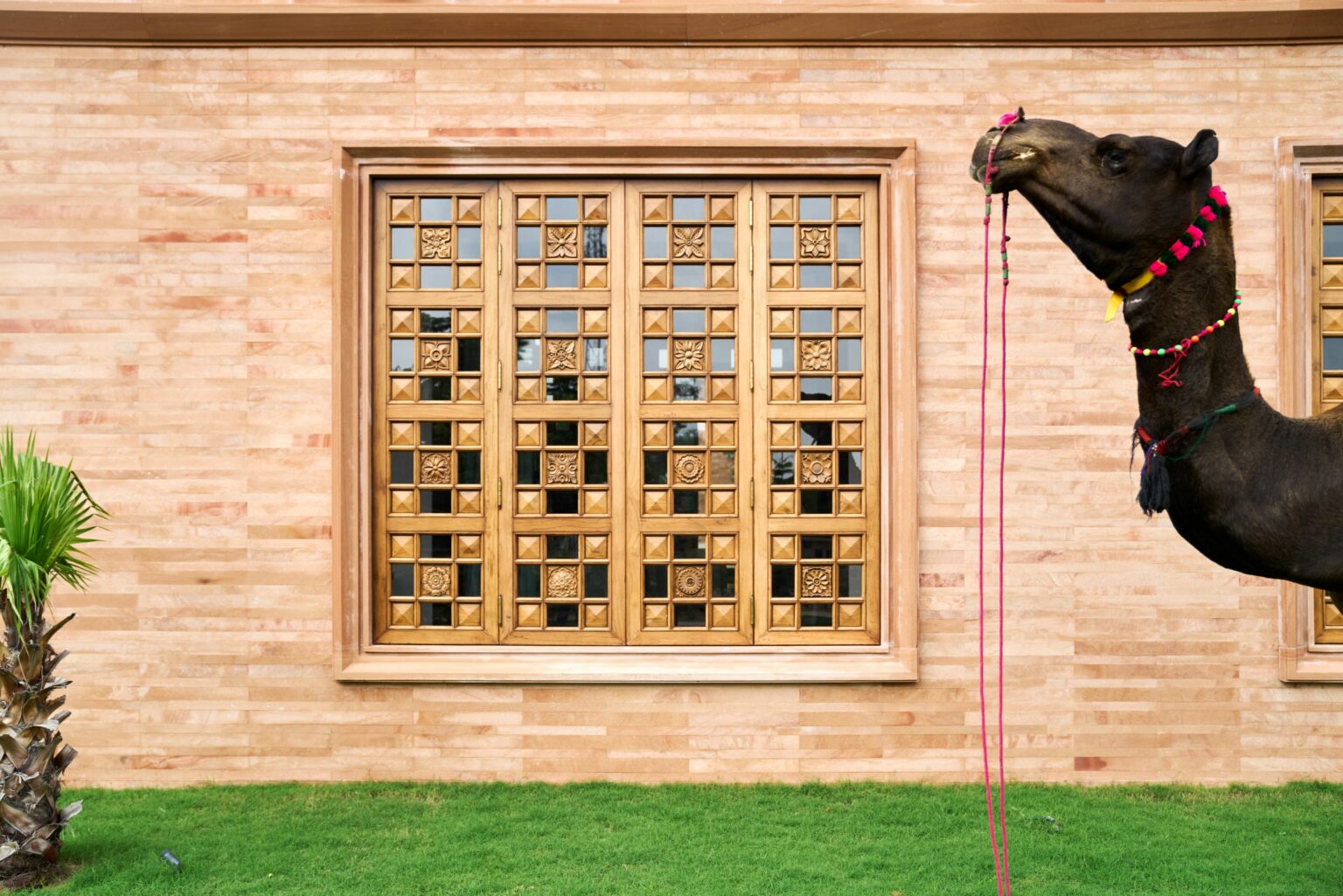 A decorated camel stands on a lush green lawn, grazing in front of an ornate, wooden, geometric-patterned window set in a sandstone wall.